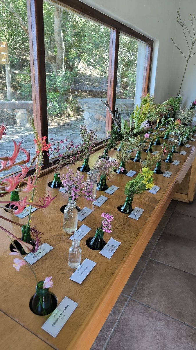 Выставка сезонных цветов финбош с названиями