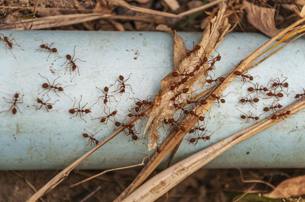    An overhead shot of red ants on the steel blue pipe taken next to Doi Tao Lake, Thailand, Asia Журналист