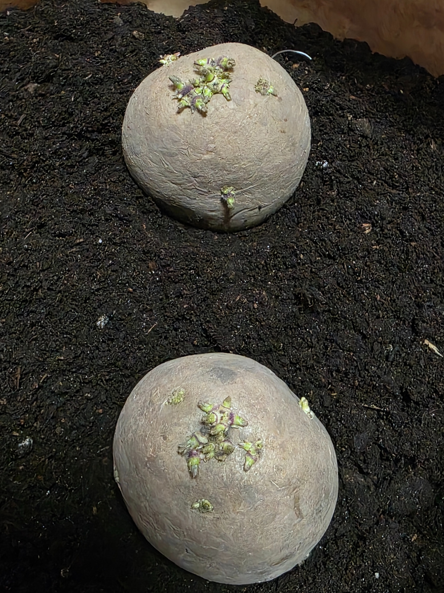 Картошка уже с ростками