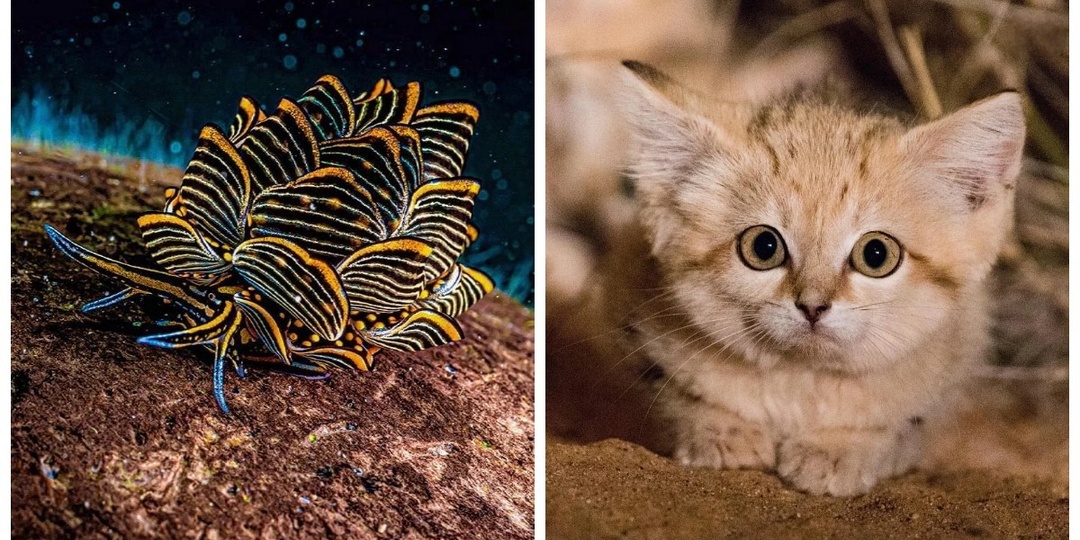 25 снимков природы, от которых перехватывает дыхание