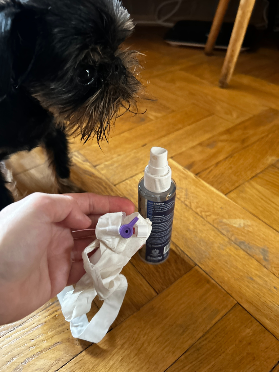 Катетер после снятия с лапы бельгийского гриффона Клёпы