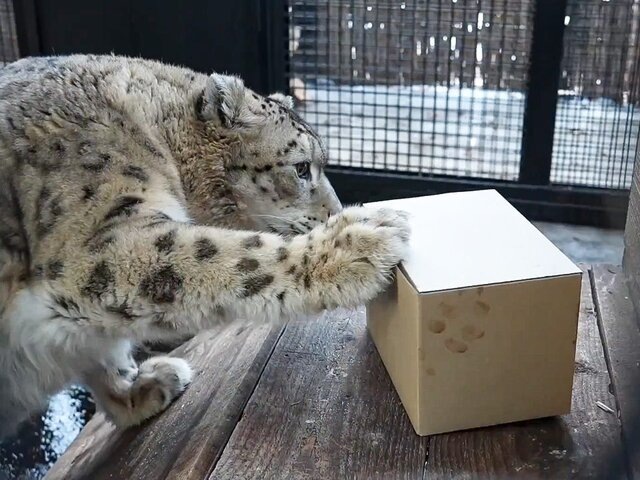    Фото: MAX/"Московский зоопарк"