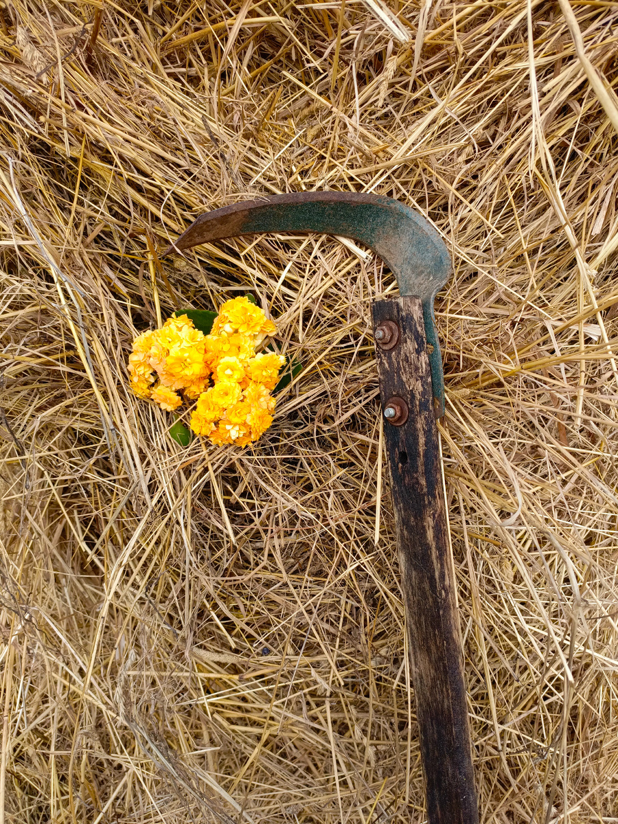 Вот он труженик.