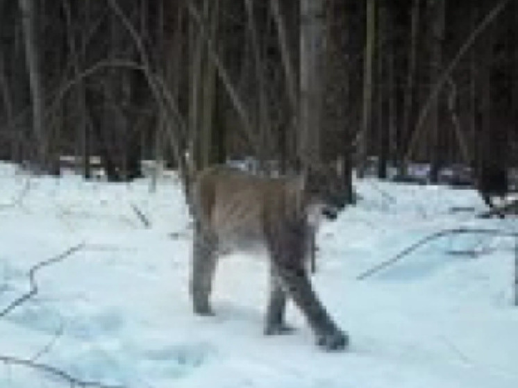     Фото: скрин видео "Калужские засеки"