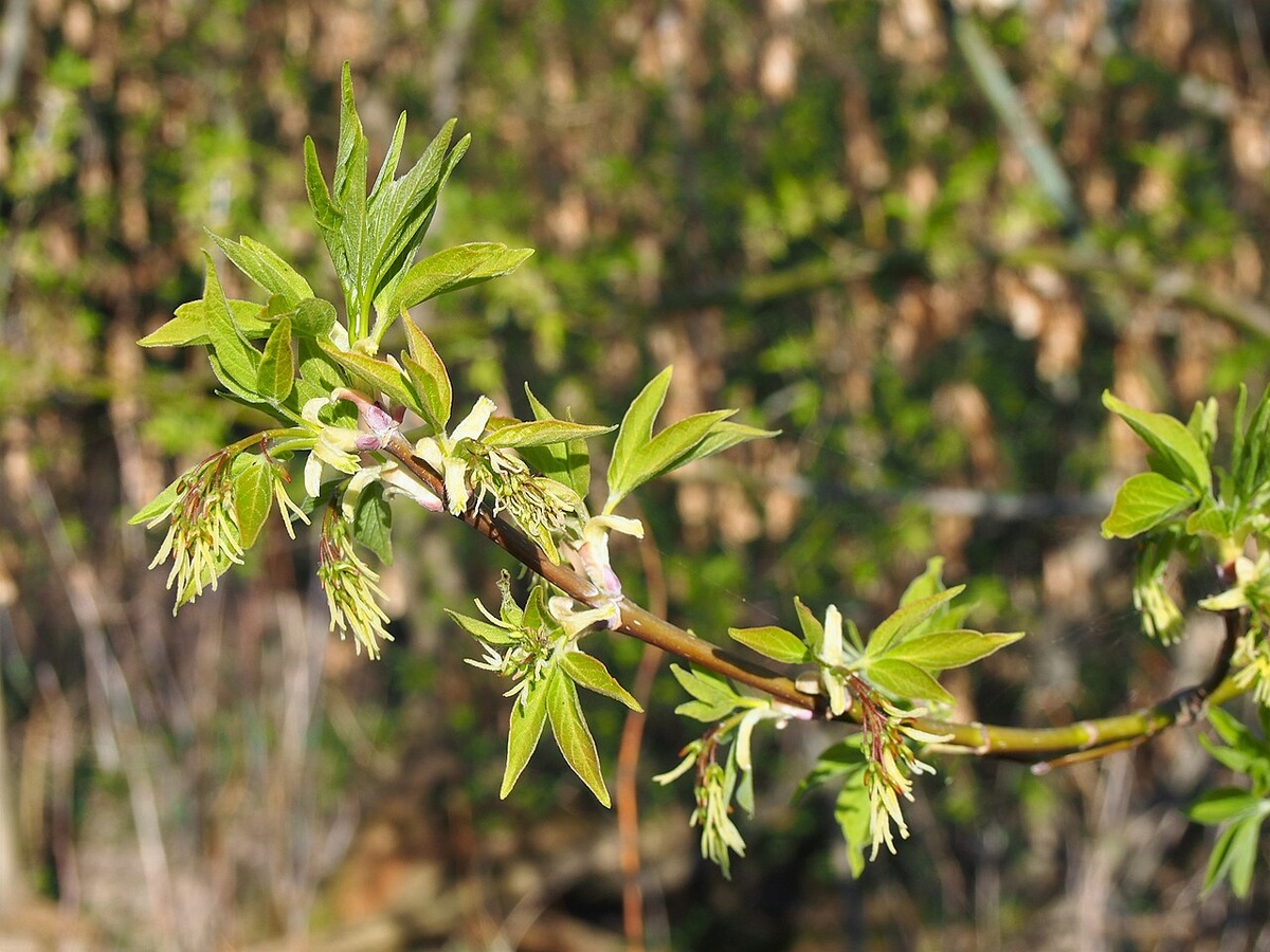 Фото: Agnieszka Kwiecień, Nova / Wikimedia Commons