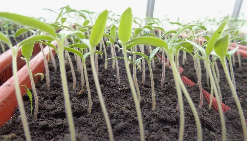 Ростки рассады вытягиваются