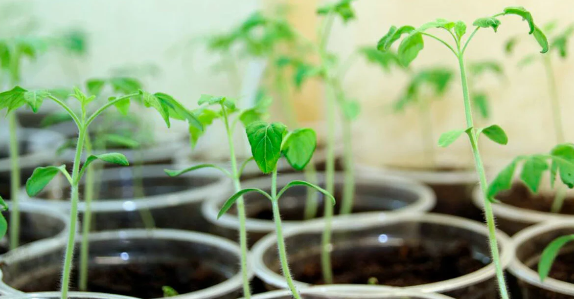 Рассыда начала выытягиваться