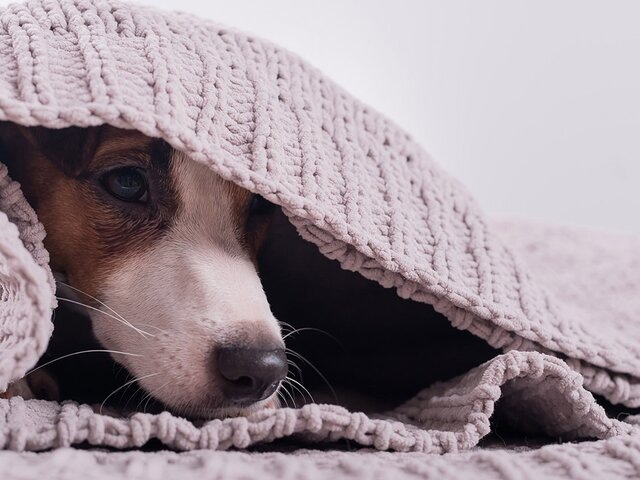    Фото: 123RF.com/mrwed54