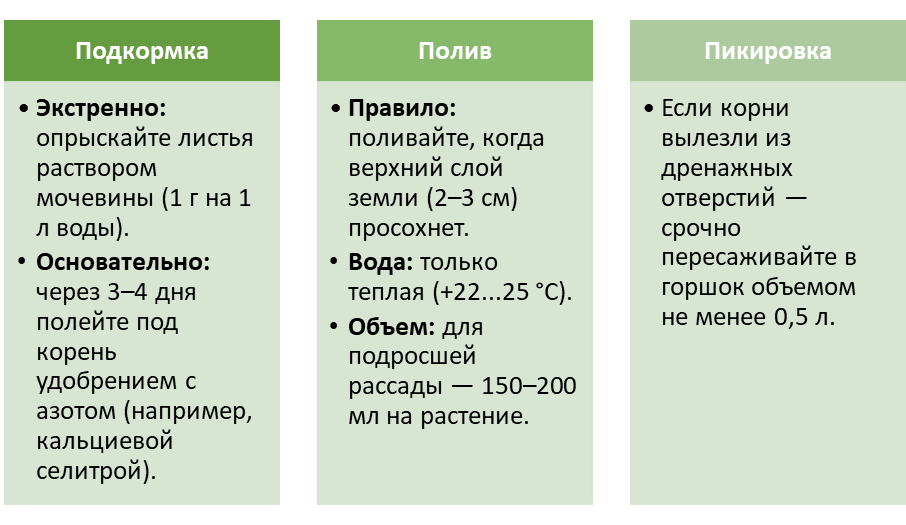 Как вернуть рассаде огурцов прежний вид