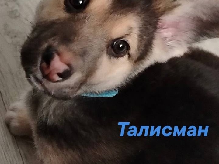 Найти дом пушистому чуду! 🐾💕