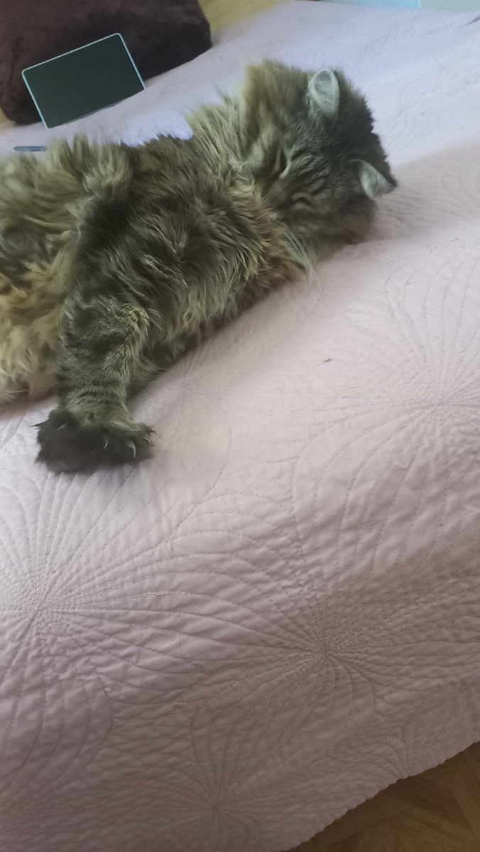 На фото она потягивается,  тут все хорошо. 