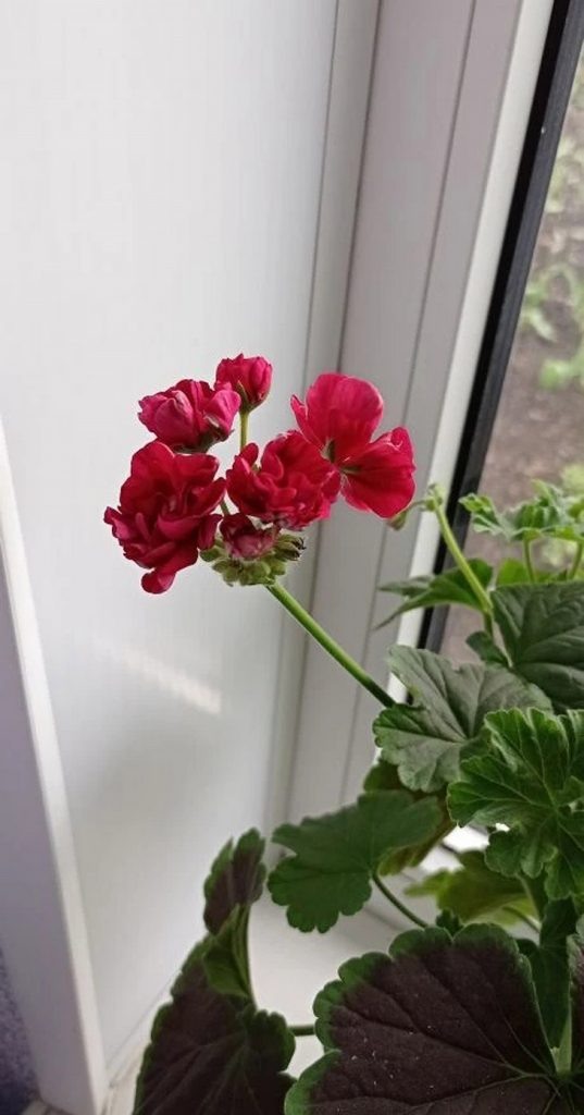    цветы Редакция Газеты