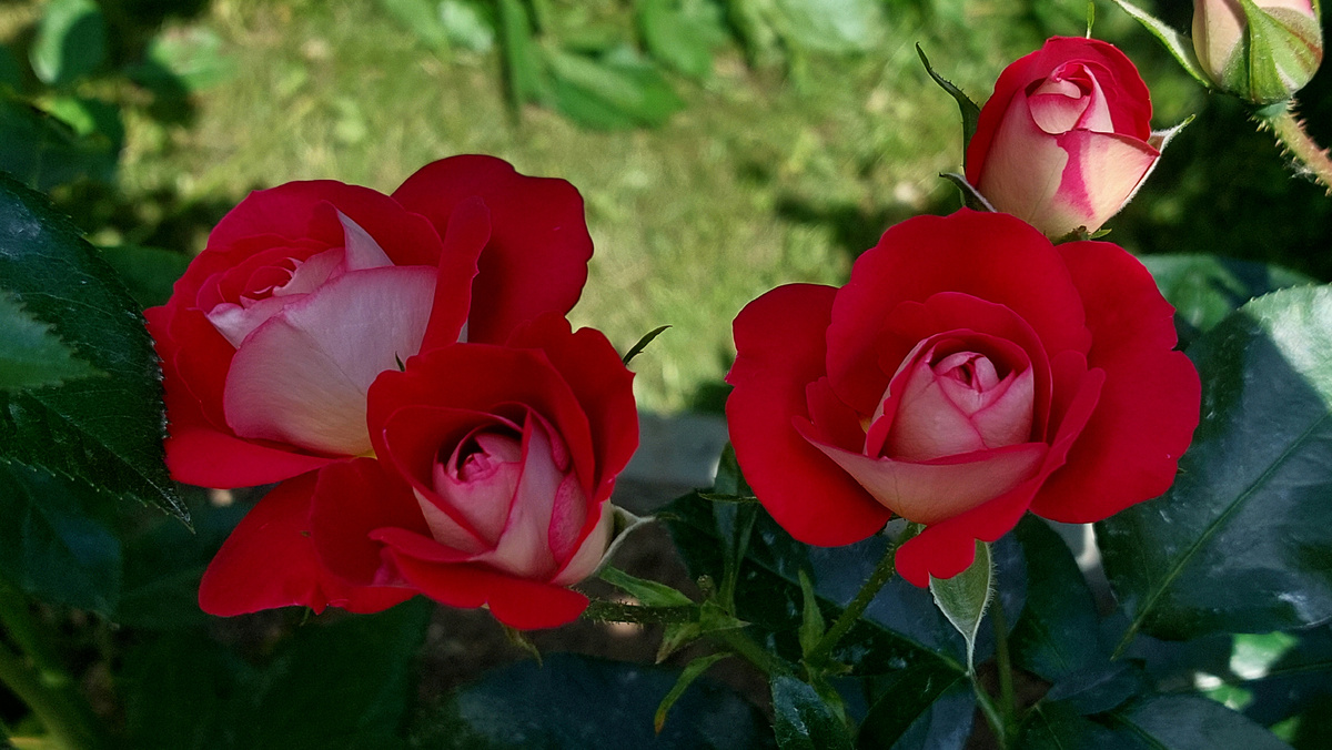 Хайматмелоди. Флорибунда