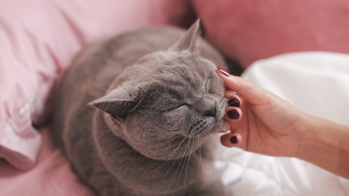    Гражданский кодекс РФ регулирует и вопросы купли-продажи животных