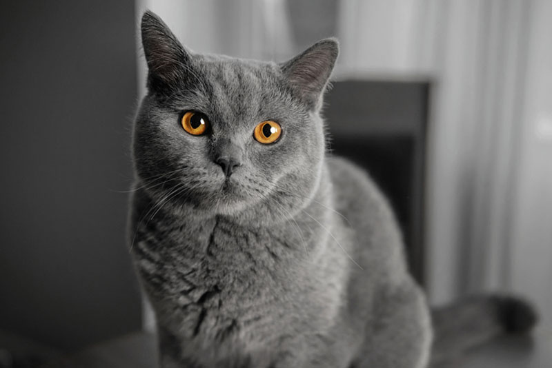 🐱 Британская короткошерстная кошка: 5 плюсов и минусов породы, что нужно знать перед усыновлением