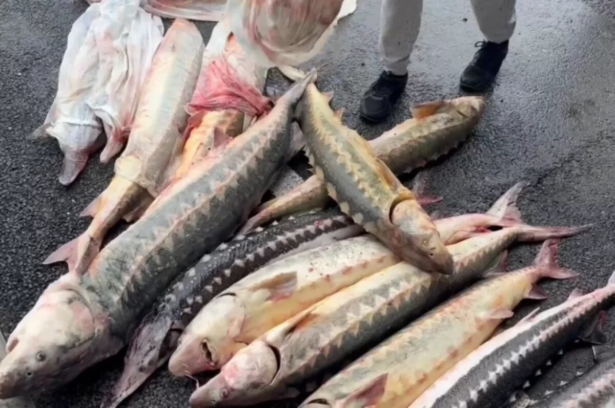    Севрюгу, осетров и банки с черной икрой обнаружили в машине жителя Кубани