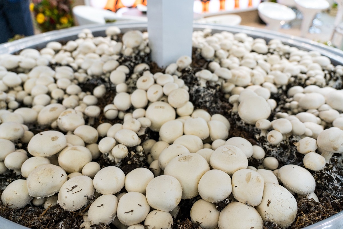 Фото: Александр Плонский / "Агроэксперт"