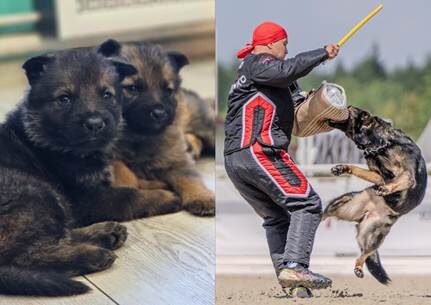 Питомцы нашего друга из питомника vom Hause Kogor