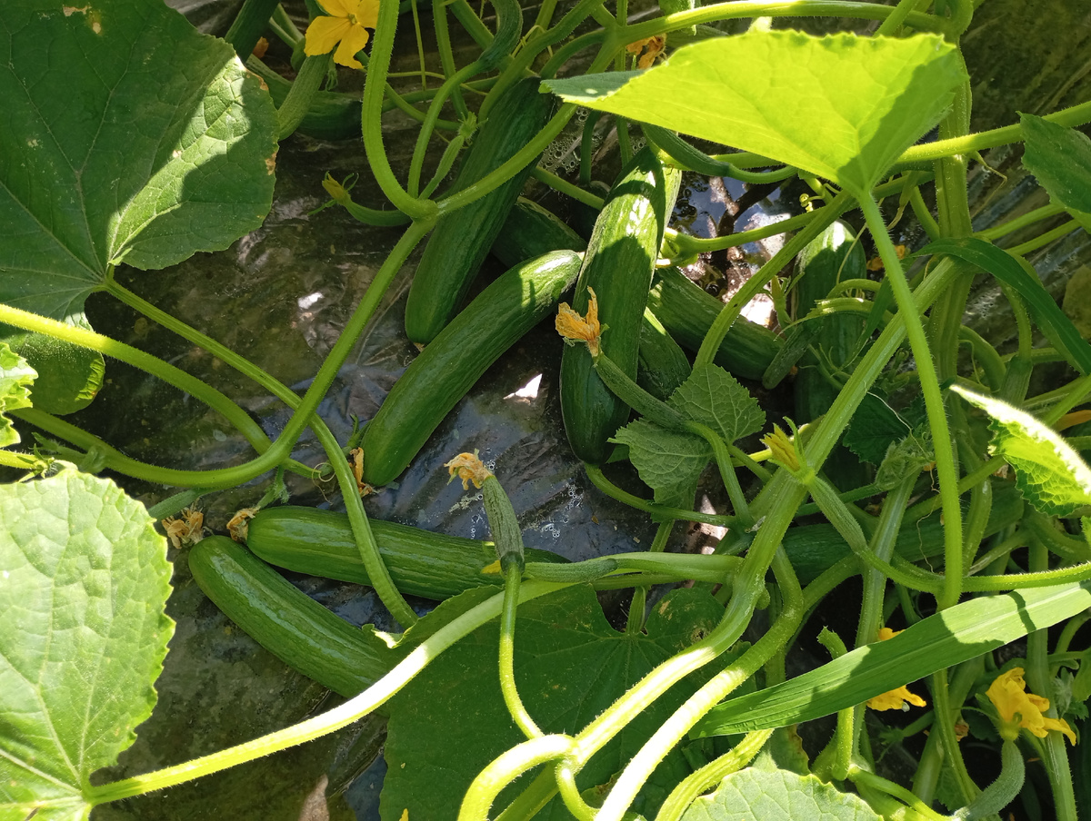 Огурец Бейт Альфа, фото автора.