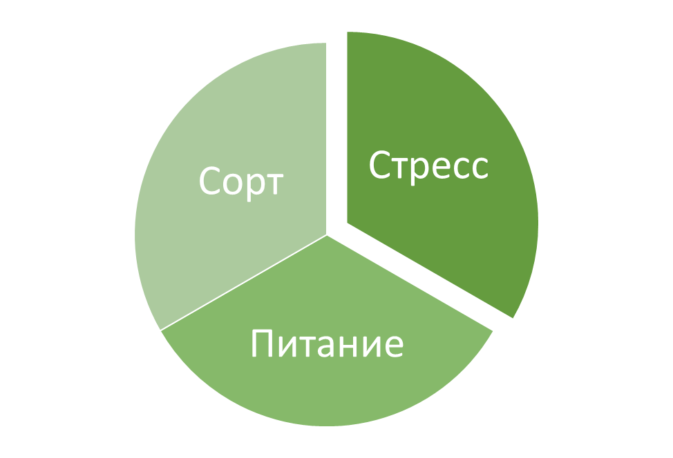 Почему огурцы не хотят плодоносить