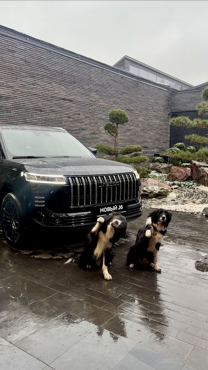 Собаки-актеры на презентации новых автомобилей OMODA С5 и JAECOO J6