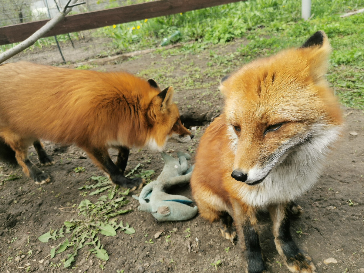 Лиса Фокси, лиса Василиса (справа) и плюшевый динозаврик