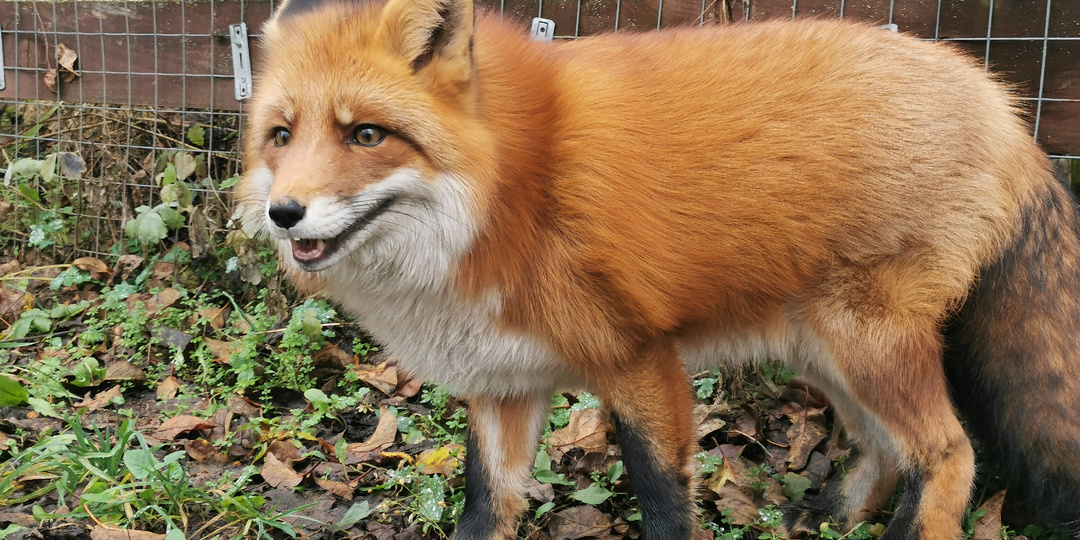Генеральная уборка норы. Дневник лисы