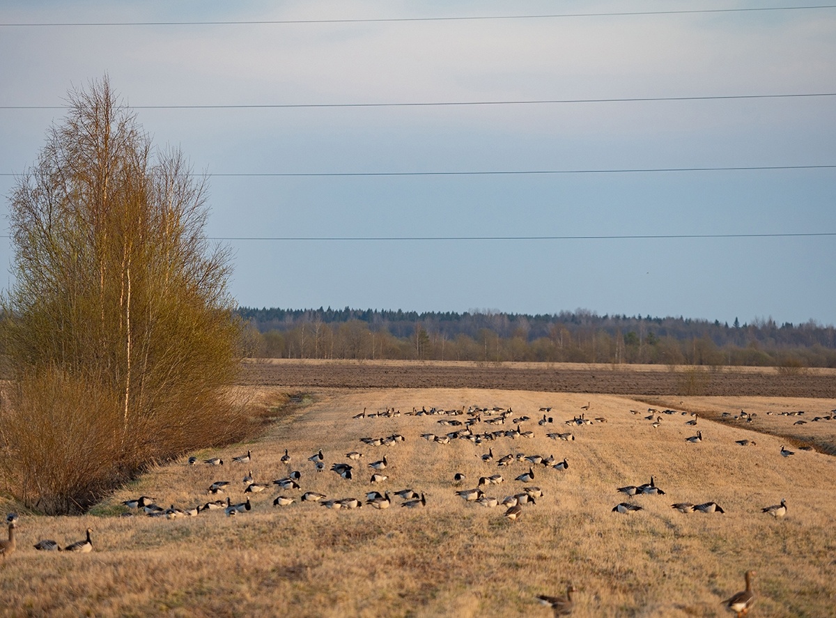    фото: © Игорь Подгорный / КарНЦ РАН