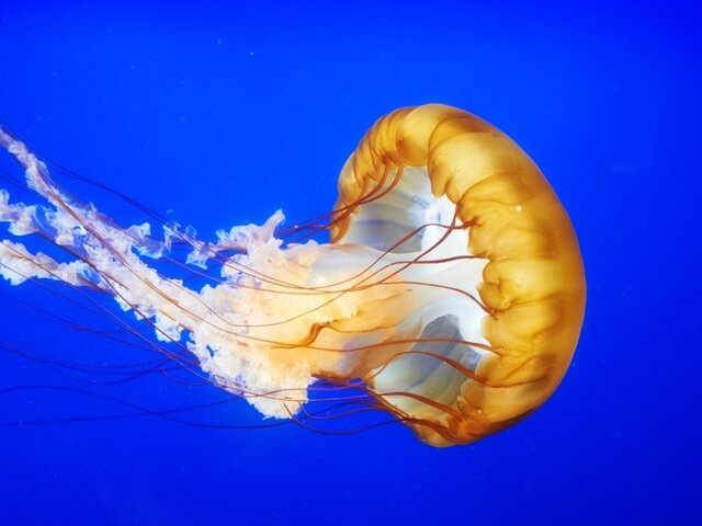    Фото: depositphotos/dovapi