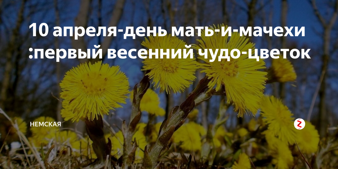 10 АПРЕЛЯ: ДЕНЬ МАТЬ-И-МАЧЕХИ.