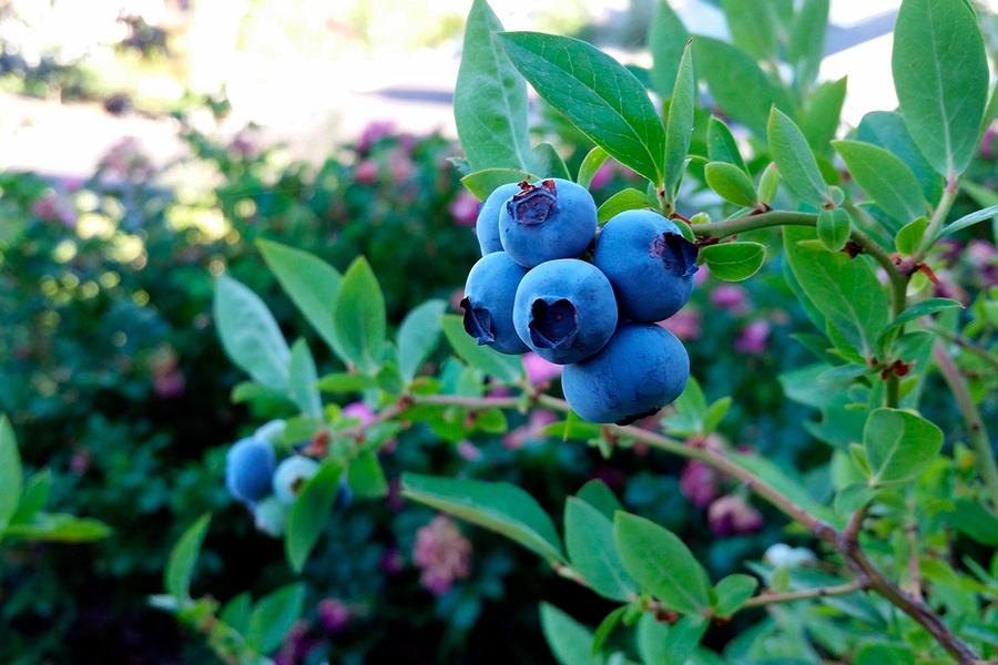    Фото: karikdickinson / Pixabay.com