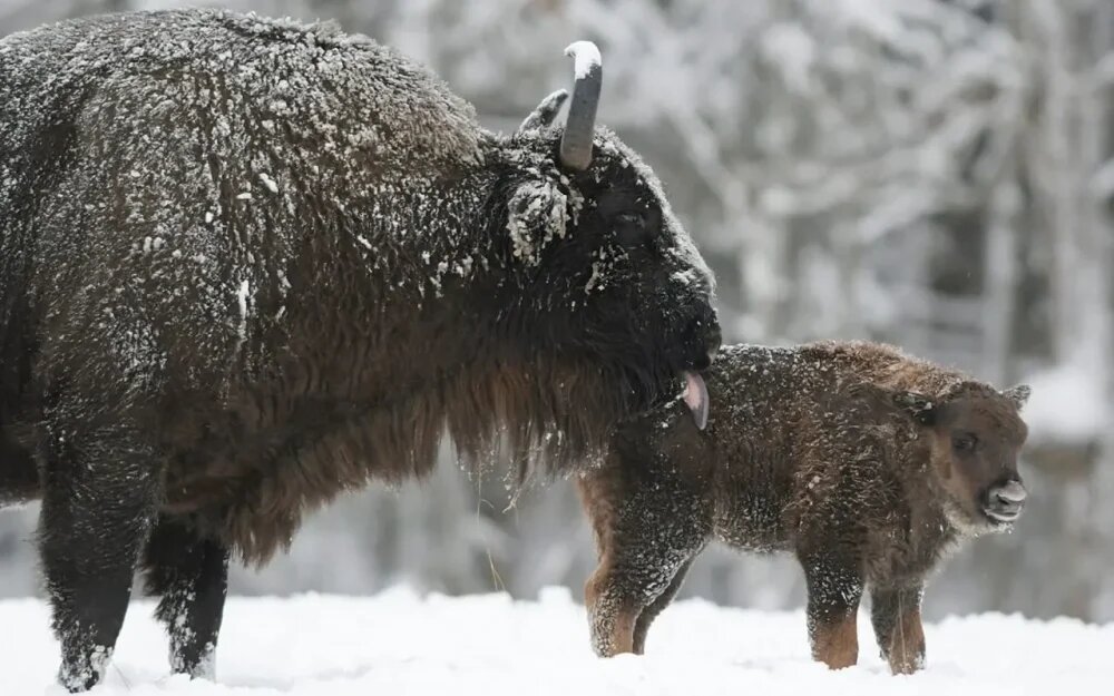    Фото: Игорь Шпиленок