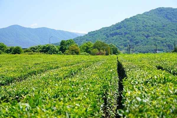    Фото: пресс-служба администрации города Сочи