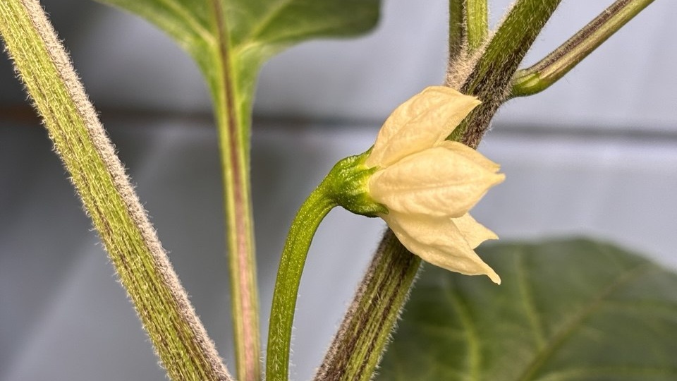 Заметки: жду 👀 урожай томата 🍅 и перца 🌶 и про оэдему