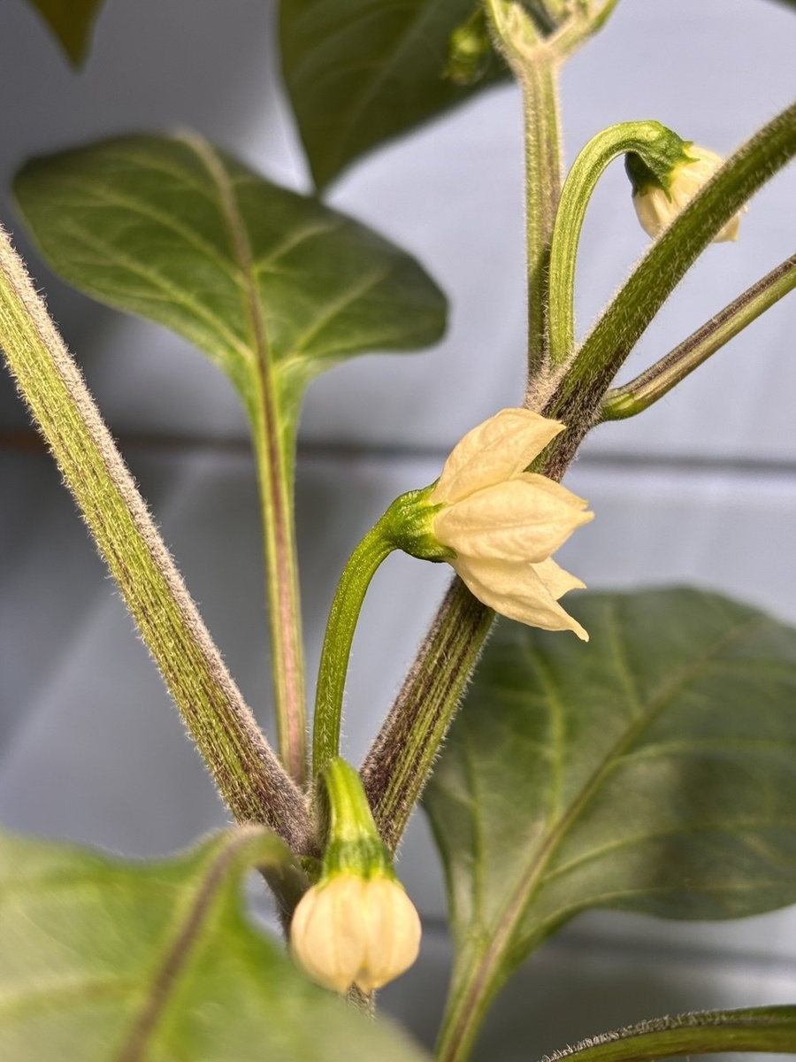 Jalapeno Dieghito цветет