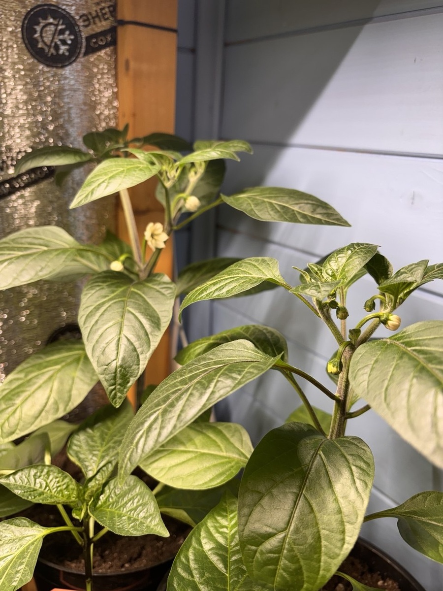 Ребята - перчата