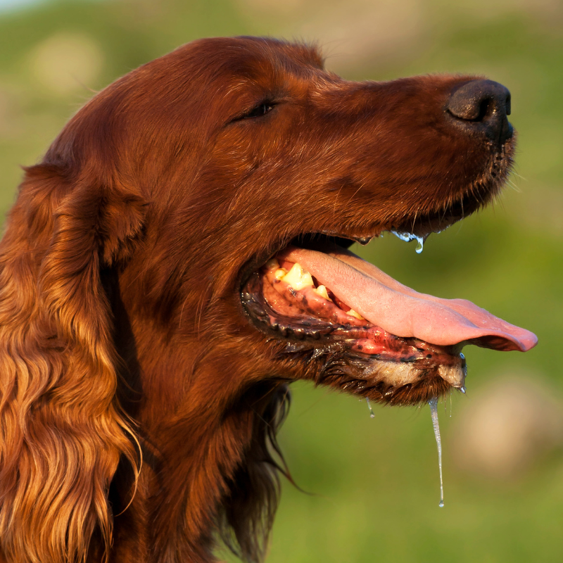 Слюнявая собака 