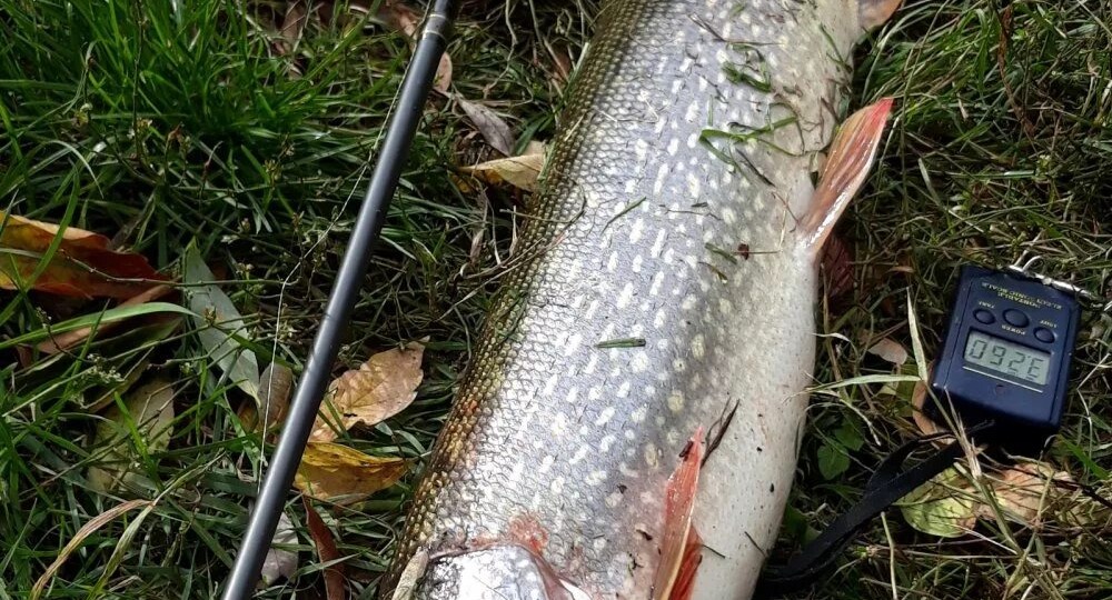Весенний бросок: когда «зубастая» выходит на тропу войны. Гид по посленерестовой ловле щуки