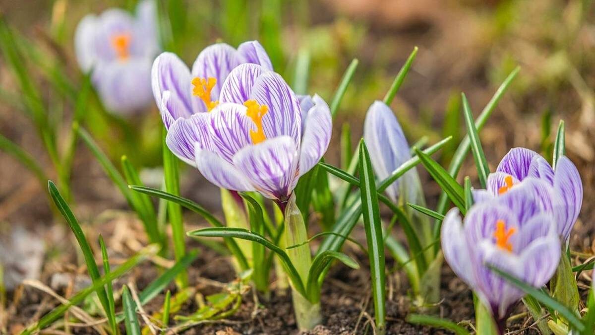    Фото: Пресс-служба Департамента культуры города Москвы