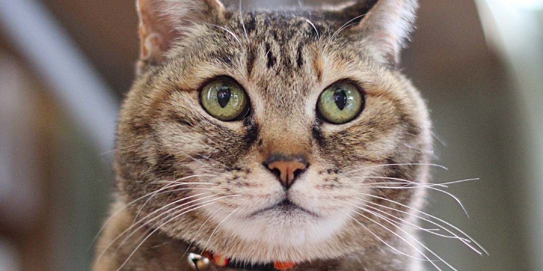 10 причин, почему беспородная кошка может быть лучше породистой