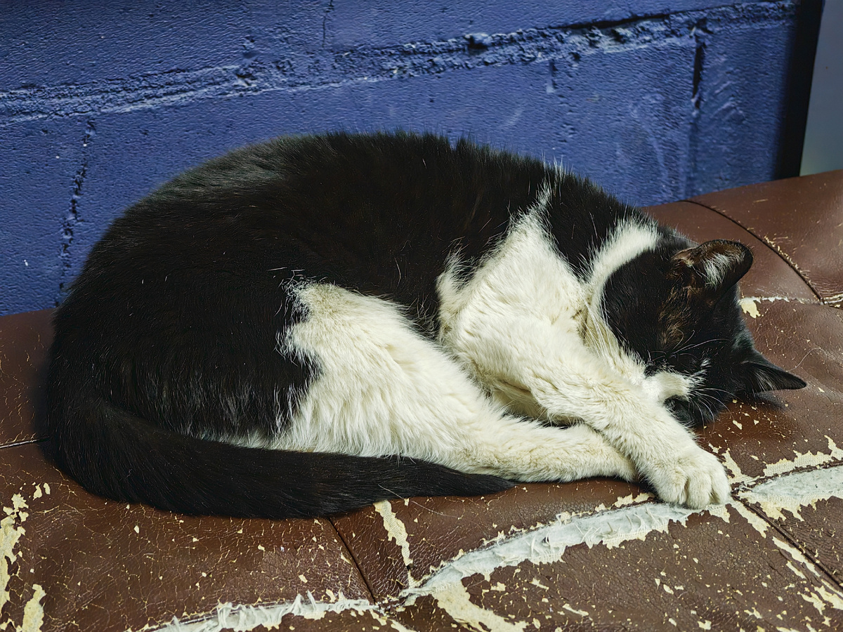 Кошка Хазбик спит после сытного обеда