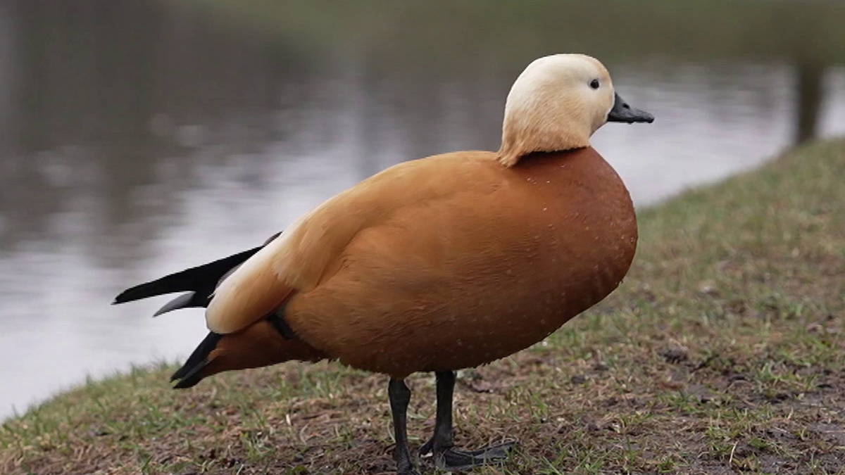    Первый канал