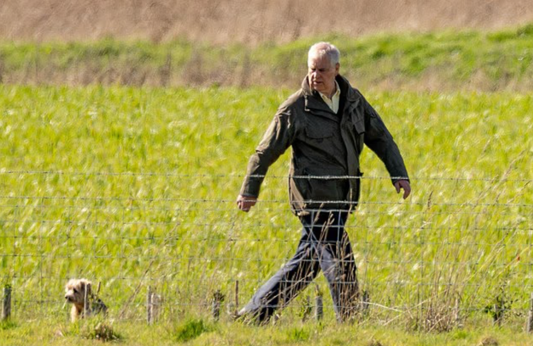 Бывший герцог Йоркский, 66 лет, был замечен в поездке с Вуд-Фарм на Марш-Фарм в поместье Сандрингем в сопровождении только своих собак в понедельник.