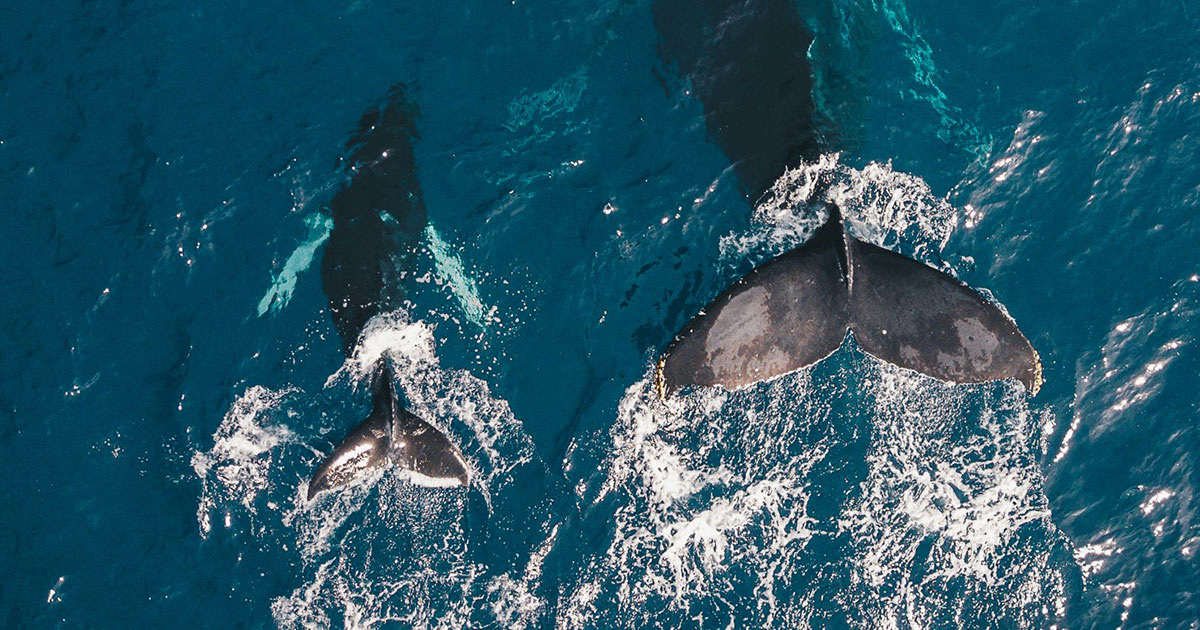 Guille Pozzi / Unsplash