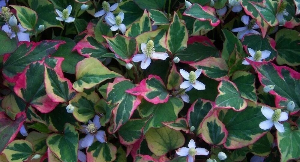 Вытеснят все на своем пути: красивые растения-захватчики, которых сложно сдержать