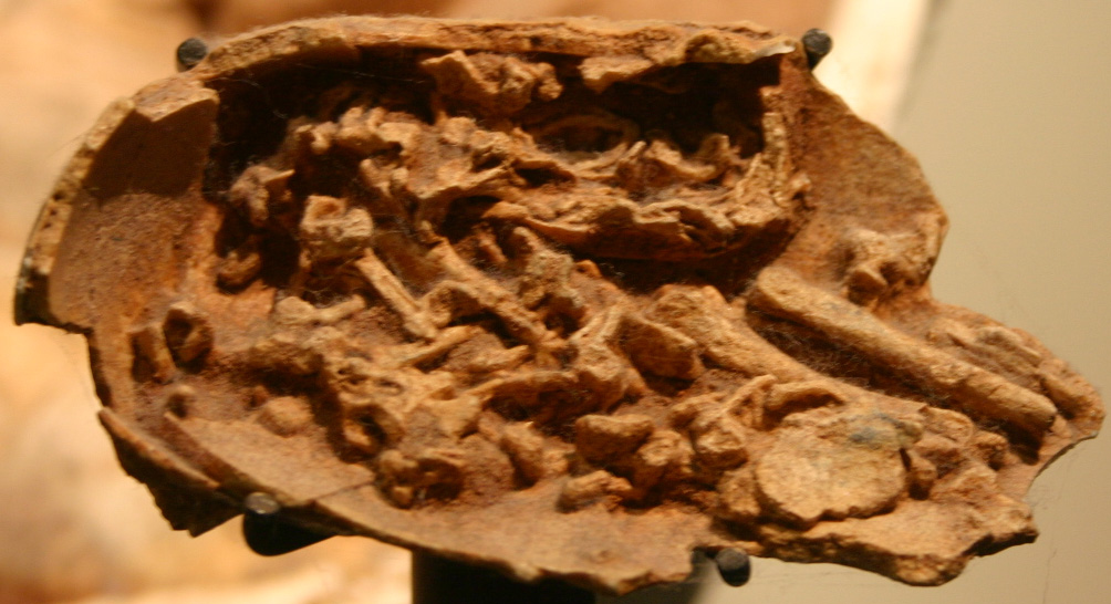   Яйцо овирапторида читипати с остатками эмбриона. Wikimedia Commons
