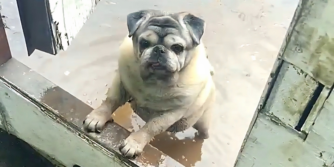 Она смотрела на меня стоя в ледяной луже...😭