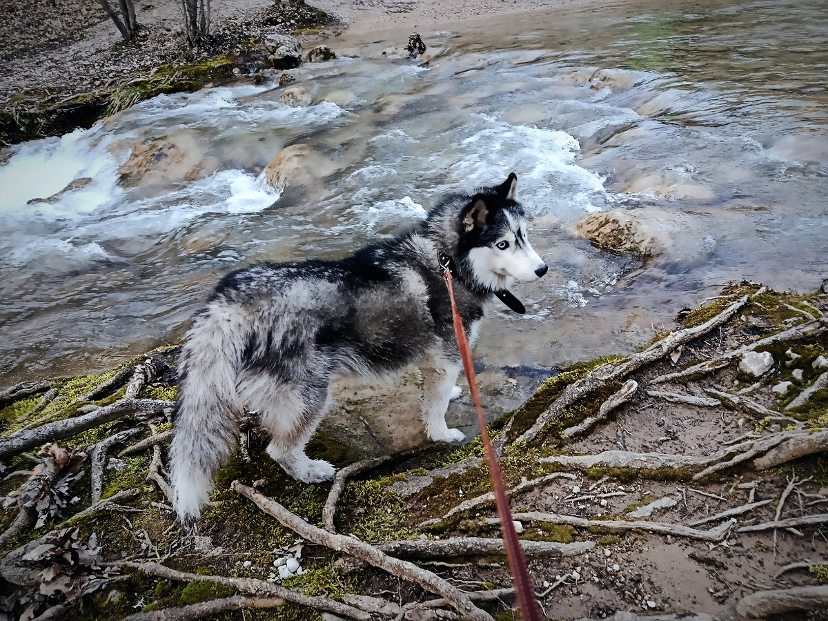 Временами мы от останавливались и Лайка с большим интересом заходила в воду помочить лапки и попить горной воды.