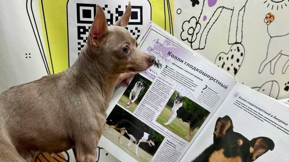 Когда ты - той, но всегда мечтал быть большой собакой