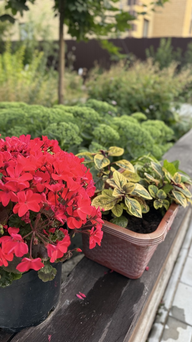 Все фото мои. Пеларгония